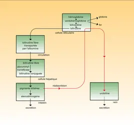 Hème : produits de dégradation - crédits : Encyclopædia Universalis France