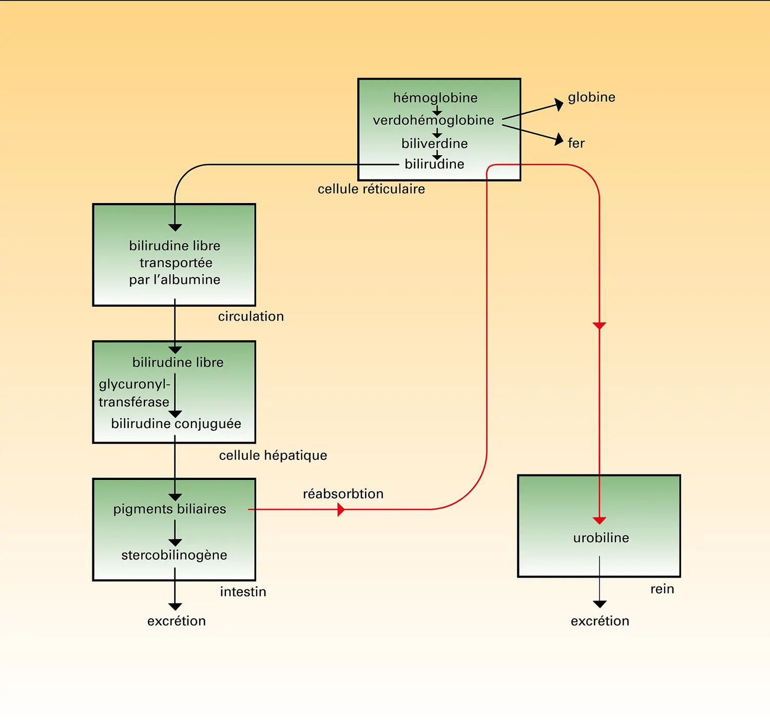 Hème : produits de dégradation