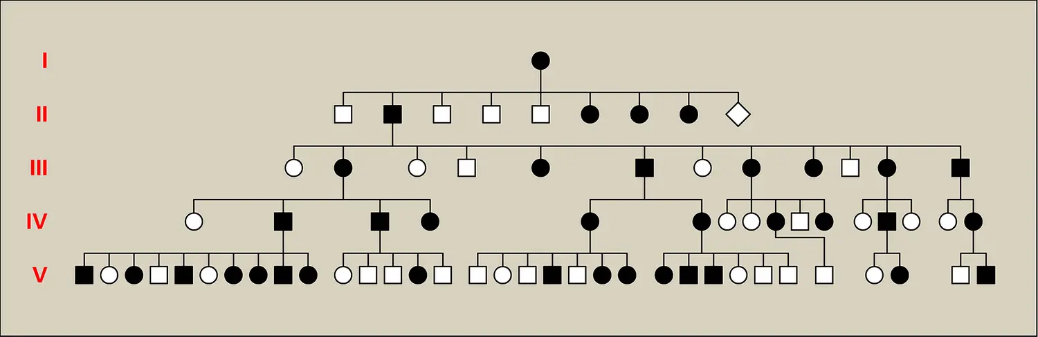 Hérédité familiale : arbre généalogique établi par Farabee en 1905