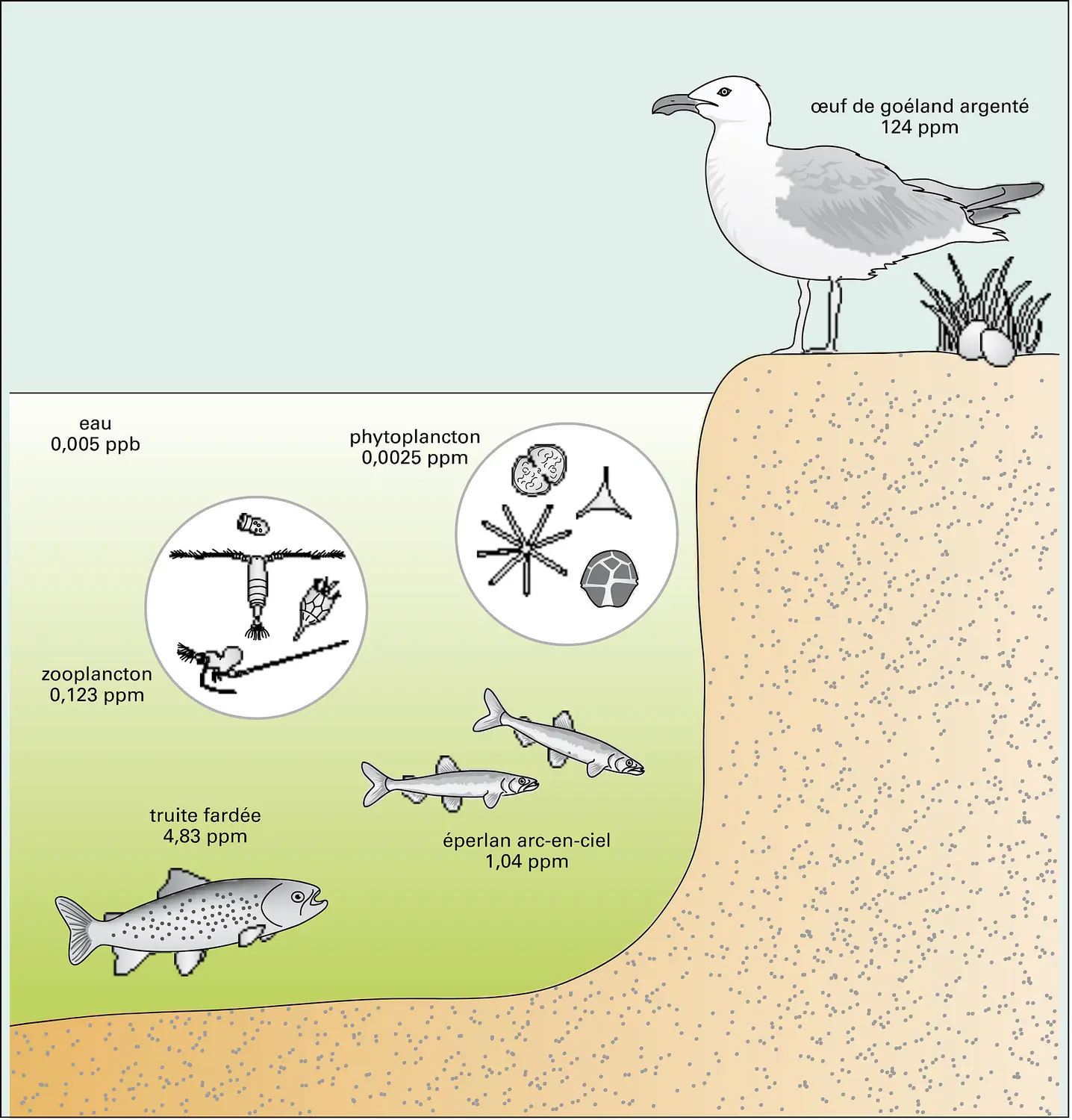 Pollution : bioamplification des P.C.B.