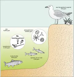 Pollution : bioamplification des P.C.B. - crédits : Encyclopædia Universalis France