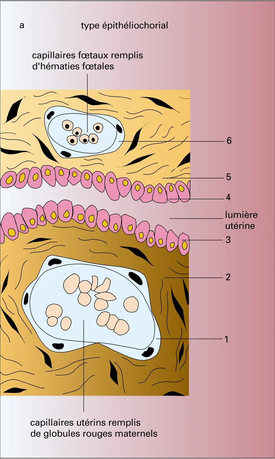 Membrane placentaire - vue 1