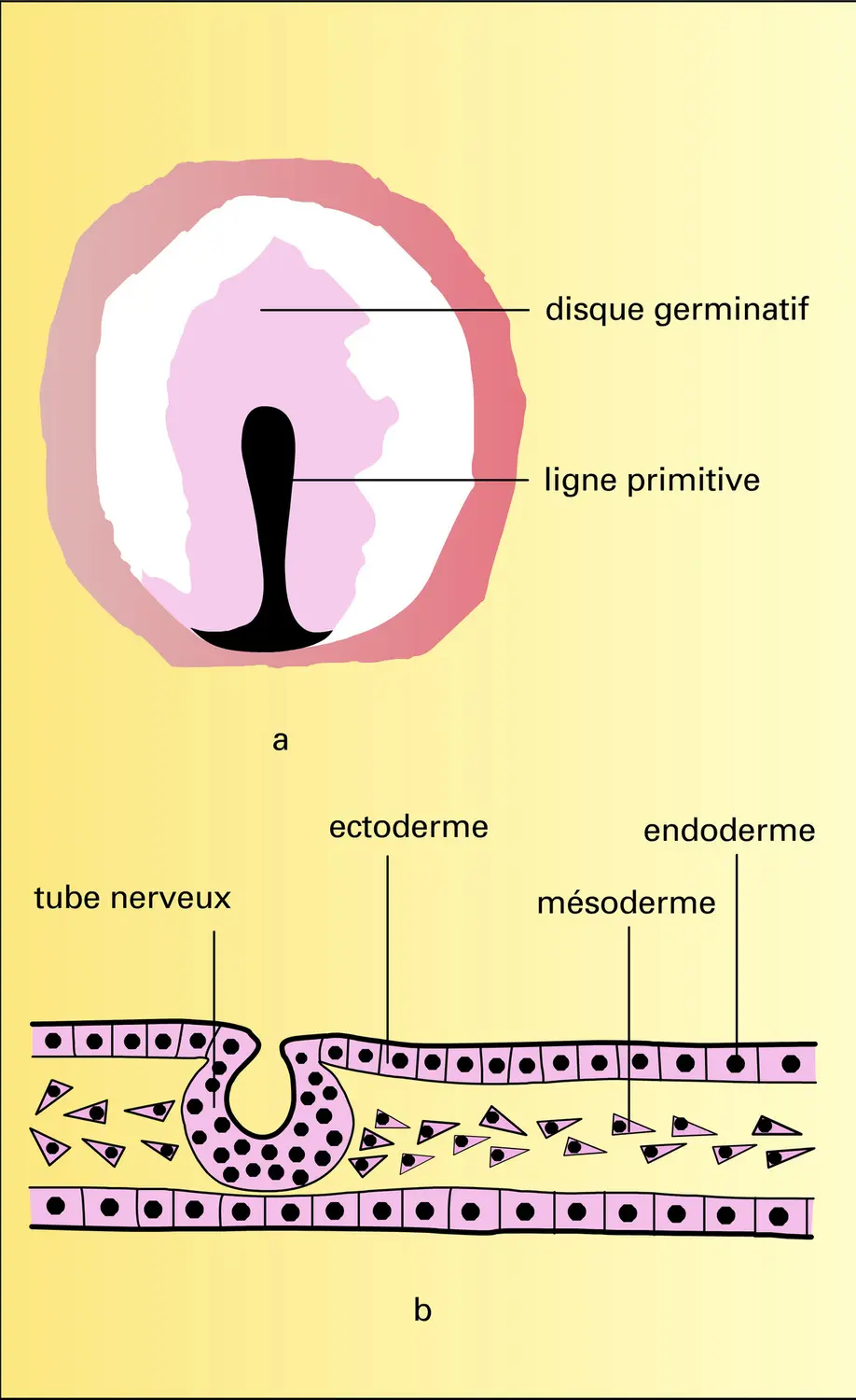 Gastrulation chez les oiseaux - vue 1