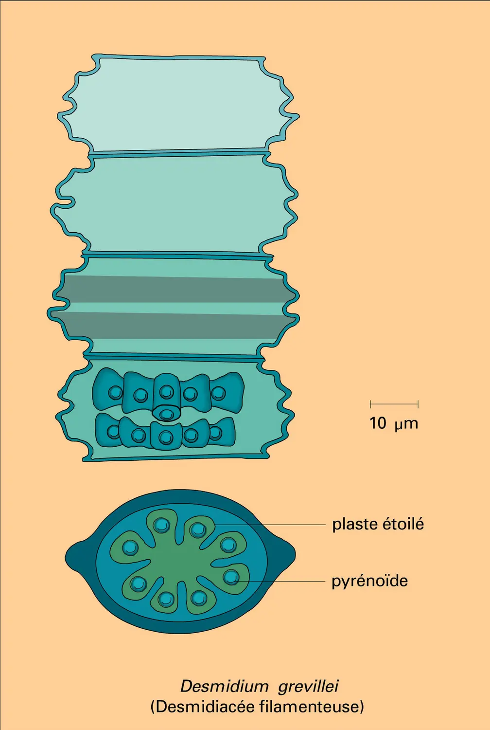 Desmidiales : types structuraux - vue 3