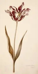 Tulipe agathe brune - crédits : AKG-images
