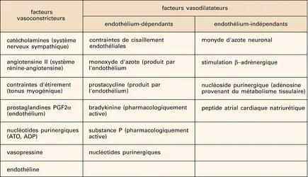 Facteurs modulant le tonus vasculaire - crédits : Encyclopædia Universalis France