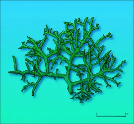 Eucheuma Cottonii : fragment de thalle - crédits : Encyclopædia Universalis France