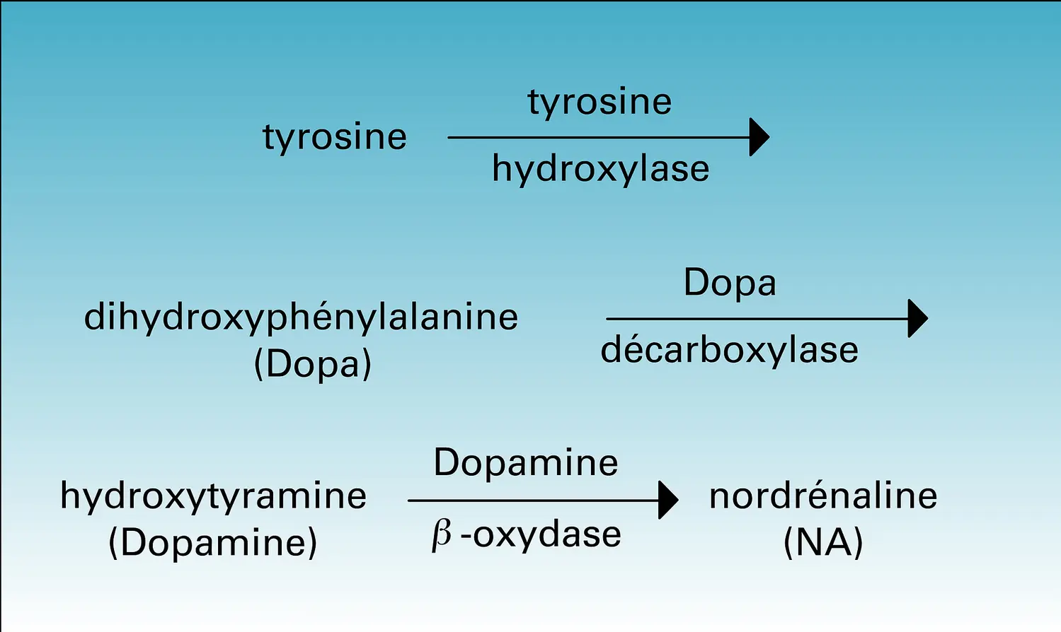 Tyrosine : synthèse de la noradrénaline