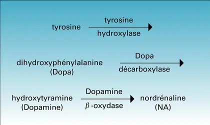 Tyrosine : synthèse de la noradrénaline - crédits : Encyclopædia Universalis France