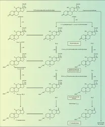 Cortisol : catabolisme - crédits : Encyclopædia Universalis France