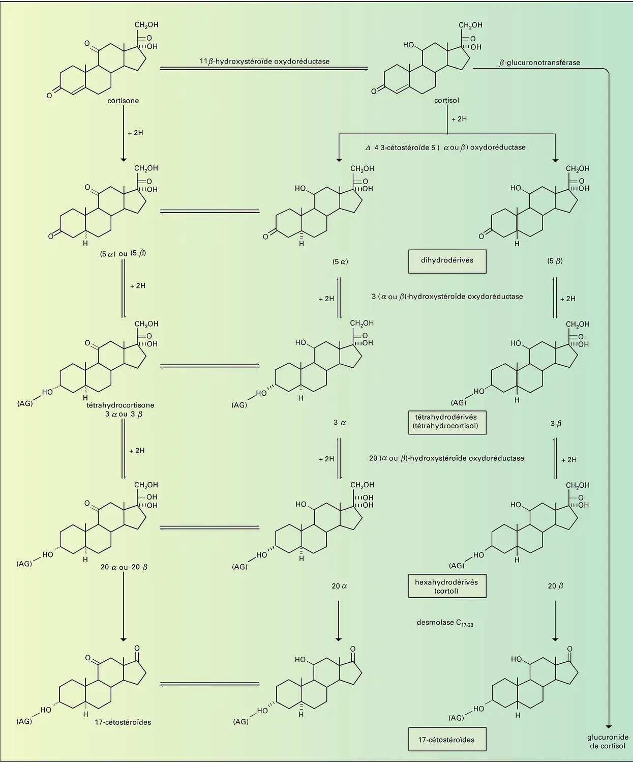 Cortisol : catabolisme