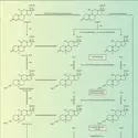 Cortisol : catabolisme - crédits : Encyclopædia Universalis France