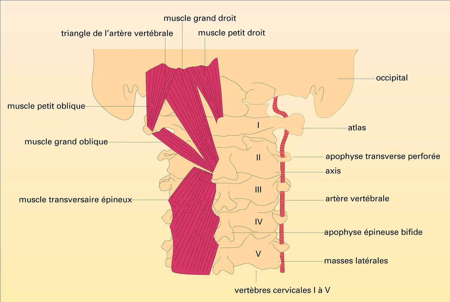 Muscles de la nuque et artère vertébrale