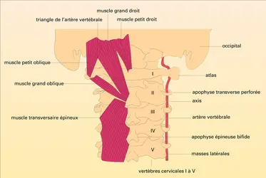 Muscles de la nuque et artère vertébrale - crédits : Encyclopædia Universalis France