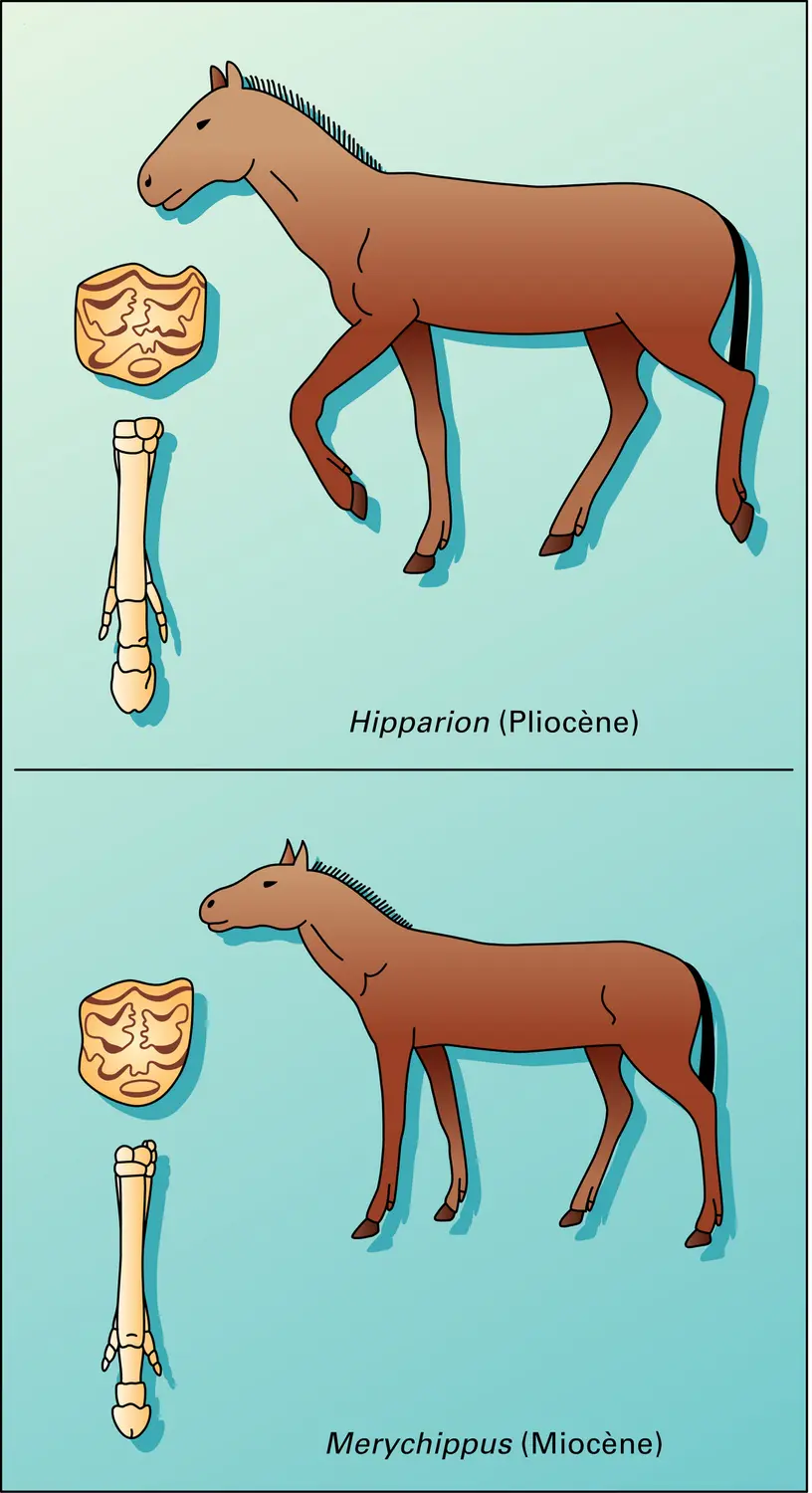 Équidés : orthogenèse - vue 1