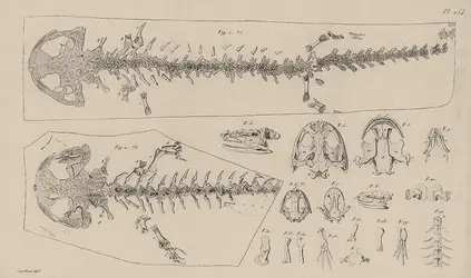 Salamandre géante - crédits : Coll. Eric Buffetaut