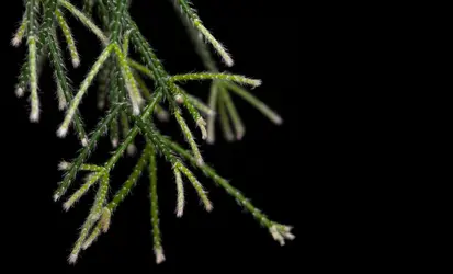 <em>Rhipsalis pilocarpa</em> - crédits : Motorolka/ Shutterstock