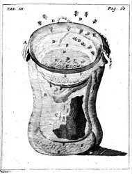 Une des nombreuses expériences de Francesco Redi sur  la génération spontanée - crédits : Craanen, 1722, Tractatus physico-medicus de homine, p. 60, tabl. 3 fig. 3