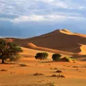 Désert du Namib - crédits : John Chard/ Getty Images