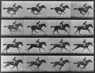 <em>Étude de la course du cheval</em>, E. Muybridge - crédits : Eadweard Muybridge/ Hulton Archive/ Getty Images