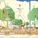 Forêt caducifoliée - crédits : Encyclopædia Universalis France