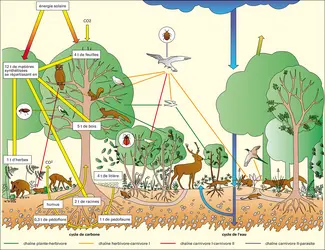 Forêt caducifoliée - crédits : Encyclopædia Universalis France