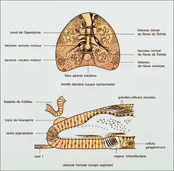 Amphioxus, système nerveux - crédits : Encyclopædia Universalis France