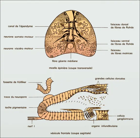 Amphioxus, système nerveux