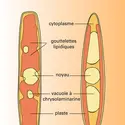 Navicula directa - crédits : Encyclopædia Universalis France