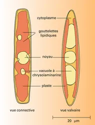 Navicula directa - crédits : Encyclopædia Universalis France