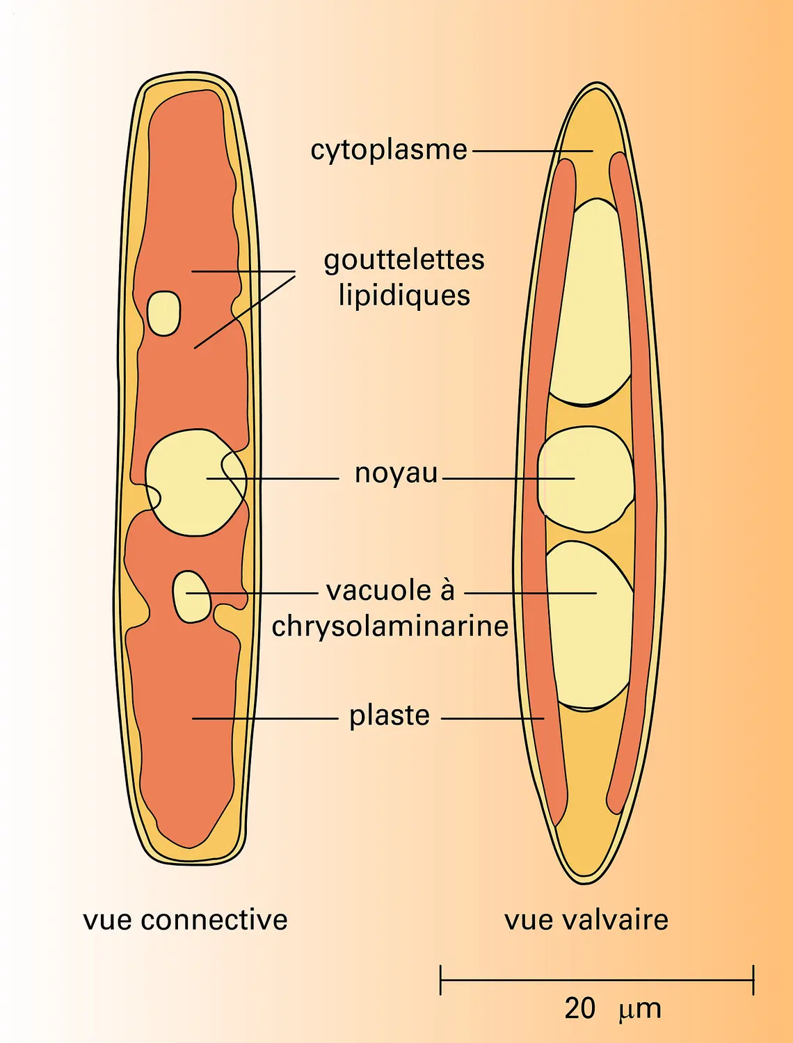 Navicula directa