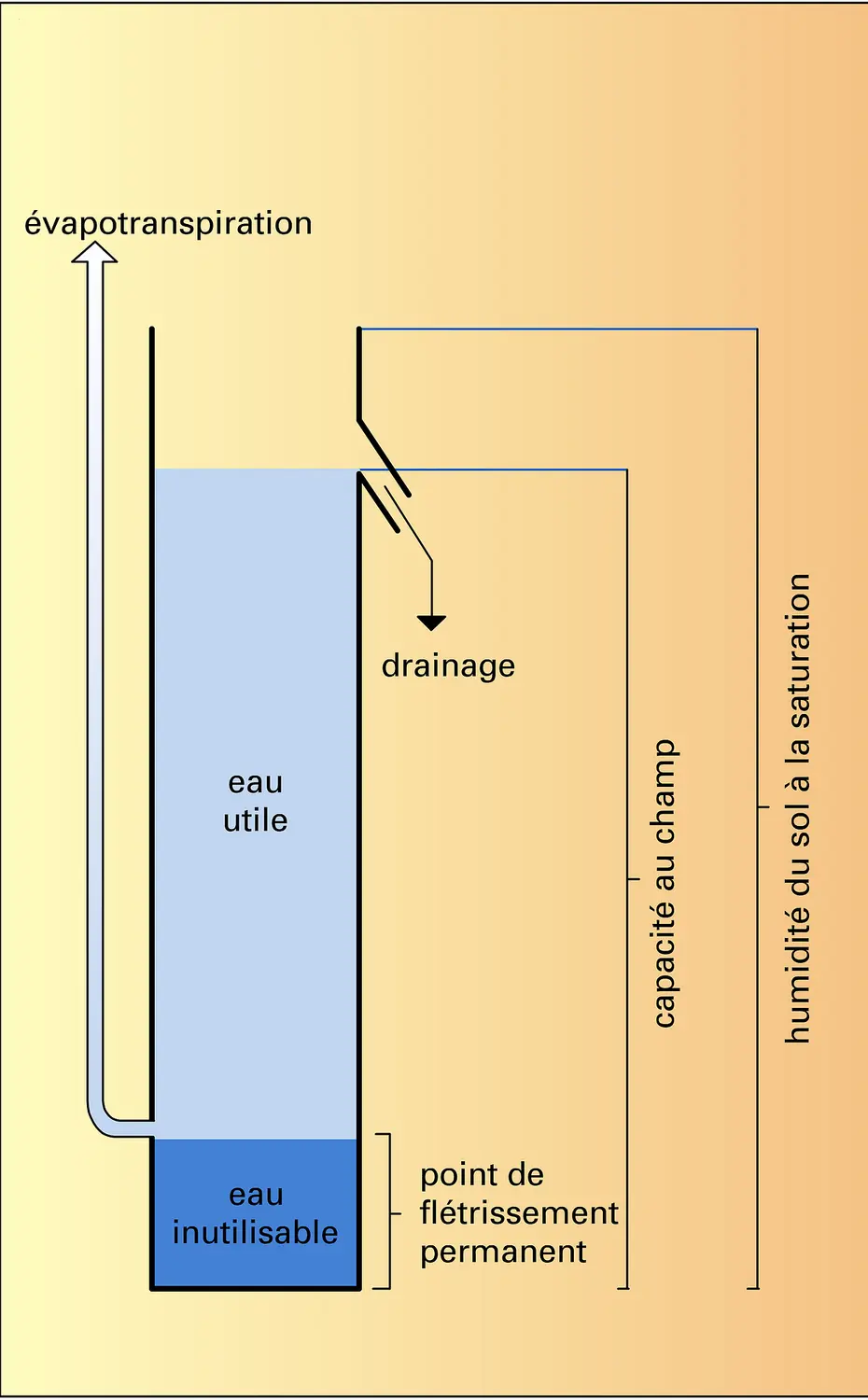 Rôle comme réservoir d'eau