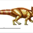 Protoceratops - crédits : Encyclopædia Universalis France