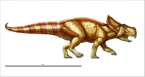 Protoceratops - crédits : Encyclopædia Universalis France