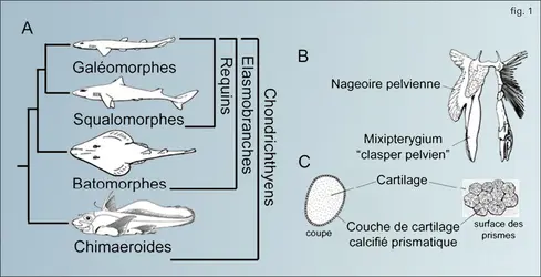 Chondrichthyens actuels - crédits : Encyclopædia Universalis France