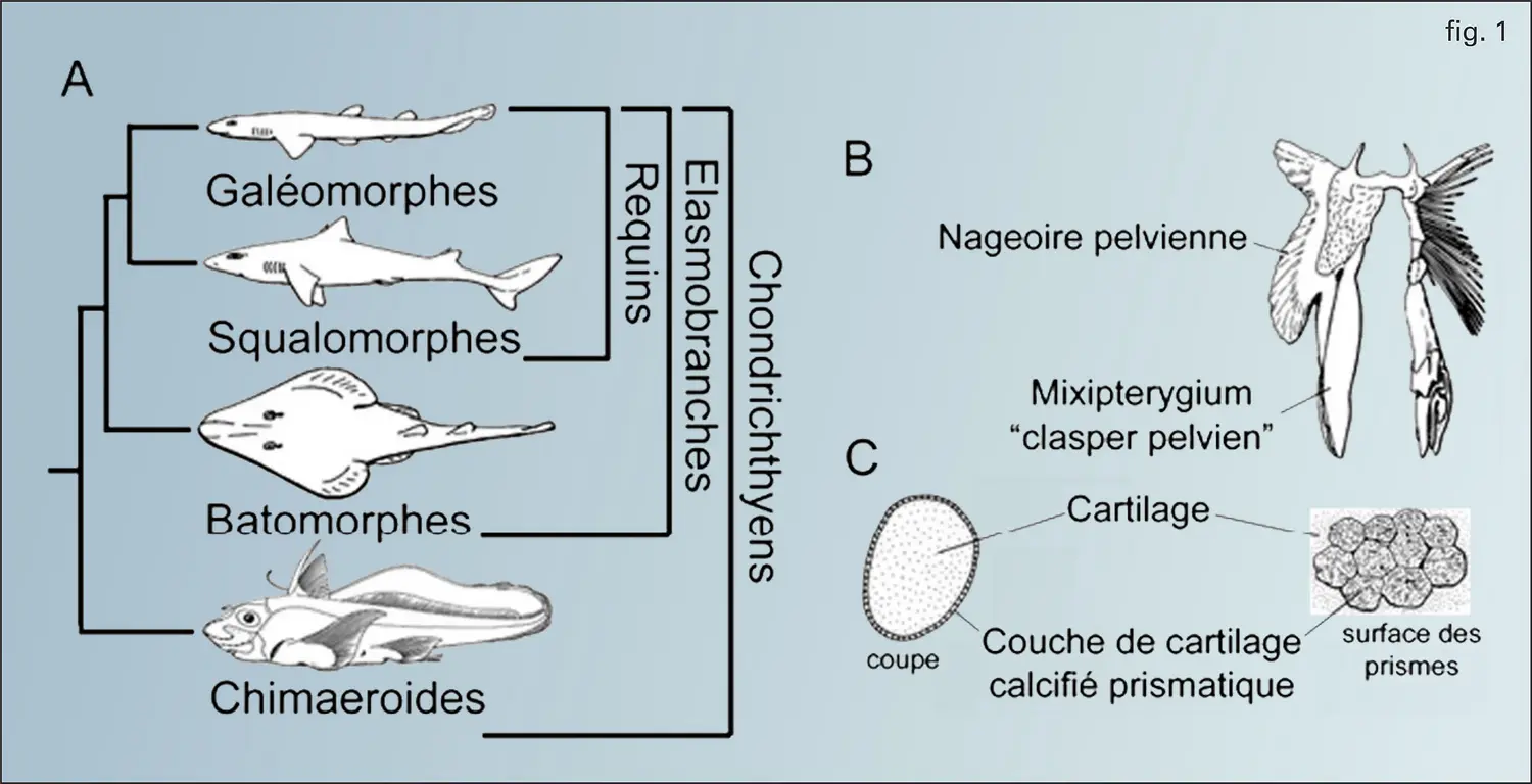 Chondrichthyens actuels