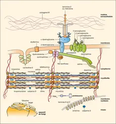 Protéines impliquées dans les maladies neuromusculaires - crédits : Encyclopædia Universalis France