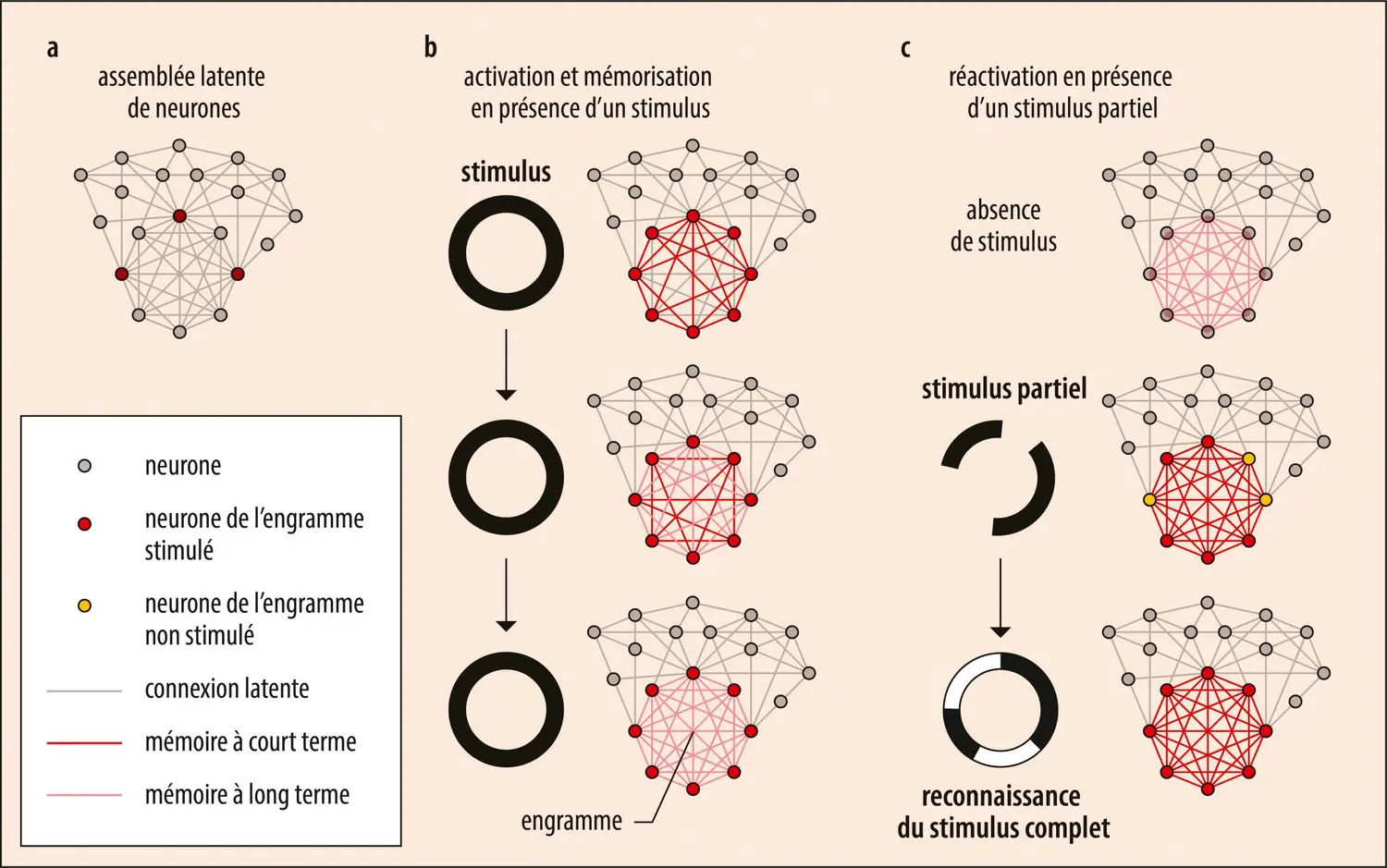 Théorie des assemblées cellulaires de Hebb