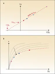 Détermination des paramètres <em>v</em><sub>max</sub> et <em>K</em><sub>M</sub> par régression linéaire ou non linéaire - crédits : Encyclopædia Universalis France