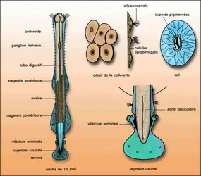 Sagitta bipuncata - crédits : Encyclopædia Universalis France