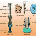 Sagitta bipuncata - crédits : Encyclopædia Universalis France