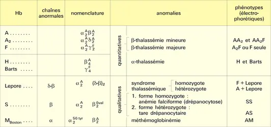 Hémoglobines et hémoglobinoses - crédits : Encyclopædia Universalis France