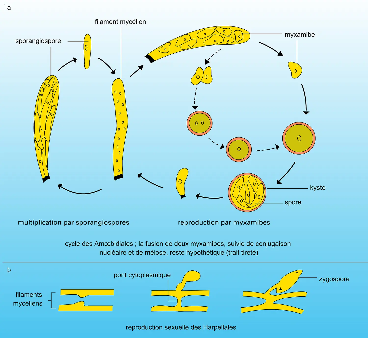 Reproduction des Trichomycètes