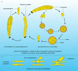 Reproduction des Trichomycètes - crédits : Encyclopædia Universalis France