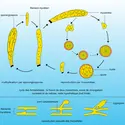 Reproduction des Trichomycètes - crédits : Encyclopædia Universalis France