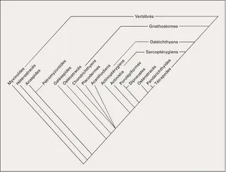 Craniates : cladogramme - crédits : Encyclopædia Universalis France