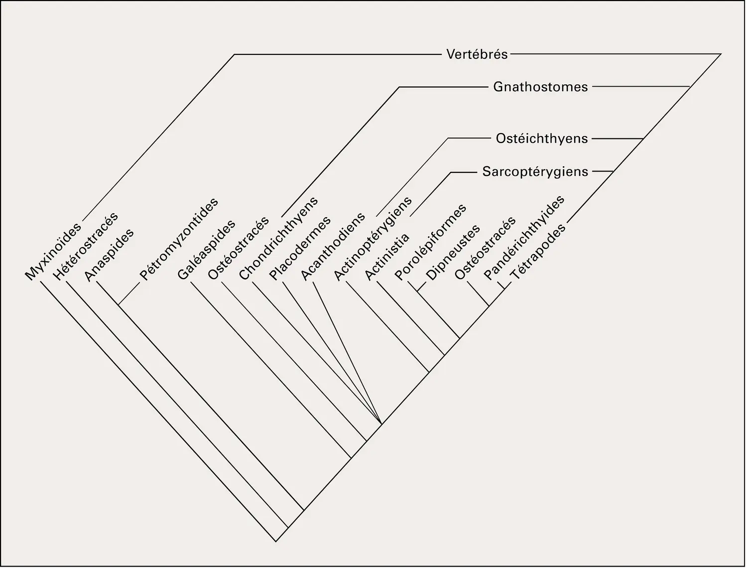 Craniates : cladogramme