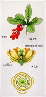Épine-vinette : rameau fructifié et fleur