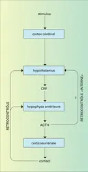 Cortisol : sécrétion - crédits : Encyclopædia Universalis France