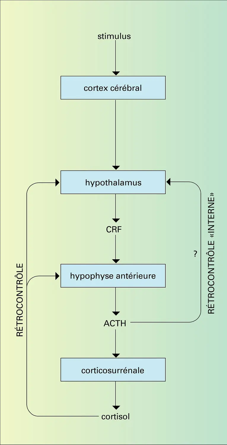 Cortisol : sécrétion